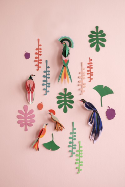 Big wall of curiosities - Bird Observer